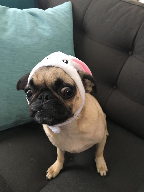 /Images/uploads/PUG NATION RESCUE OF LOS ANGELES/pugnationcalendar/entries/2329.jpg